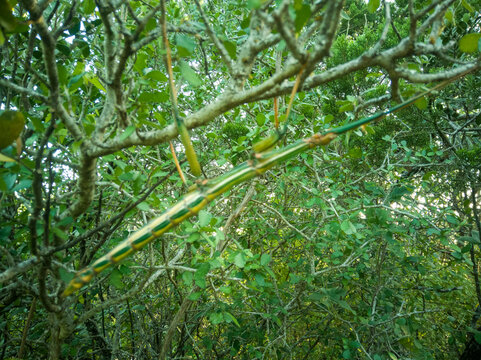 insecto largo y verde parado sobre una rama