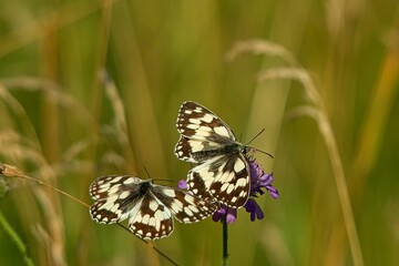 Butterfly on a flower in flight