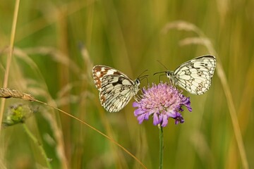 Butterfly on a flower