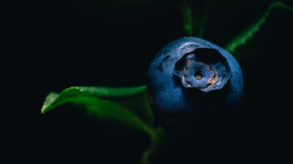 Heidelbeere (Vaccinium myrtillus)