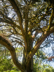 Fototapeta premium Ramas de árbol grande