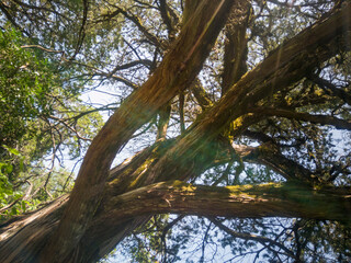Ramas de árbol grandes.