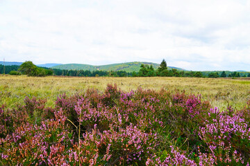 Landscape protection area Neuer Hagen in the Sauerland, near Winterberg. Nature with green hills and blooming heather plants.