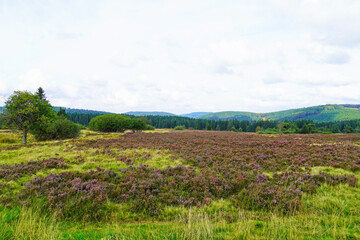 Landscape protection area Neuer Hagen in the Sauerland, near Winterberg. Nature with green hills and blooming heather plants.
