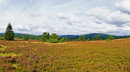 Landscape protection area Neuer Hagen in the Sauerland, near Winterberg. Nature with green hills and blooming heather plants.
