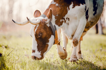 Portrait of a horned spotted cow.