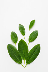 Green plant leaves top view at white background