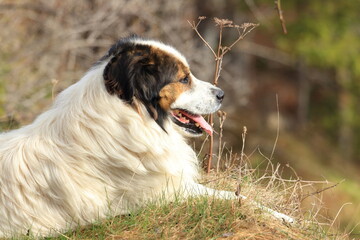 Tornjak, Croatian and Bosnian shepherd dog