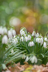 Common snowdrops (GGalanthus nivalis). Light floral and romantic spring bokeh. Copy space.