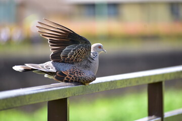 鉄柵の上で羽ばたきをしているキジバト