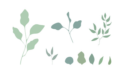 Vector eucalyptus leaves set. Botanical illustration with green plants