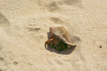 This is a land hermit crab on the beach at Chantaburi, Thailand. Close-up hermit crab.