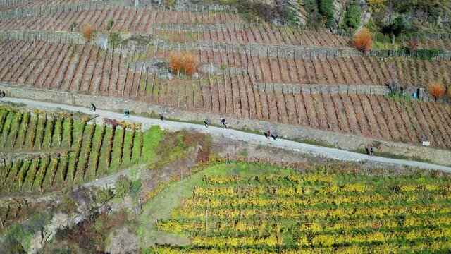 Aerial 4K, Valtellina, Italy, view of the race wine trail