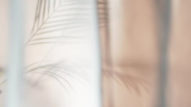 Super slow motion shot of palm leaves with fluttering curtain. Filmed on high speed cinematic camera at 1000 fps.
