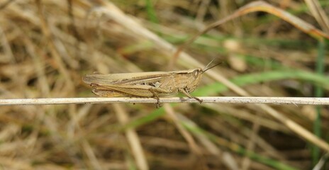 Brown grasshopper sitting on dry grass in autumn garden, closeup