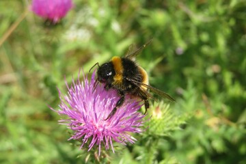 Bumblebee on a purple thistle flower in the meadow, closeup