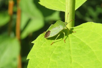 Beautiful green shieldbug on a leaf in the garden, closeup