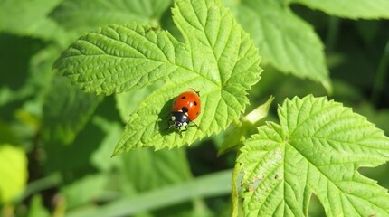 Ladybug on green raspberry leafs in the garden, closeup