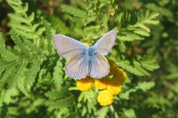 Blue polyommatus butterfly on yellow tansy flowers in the meadow, closeup