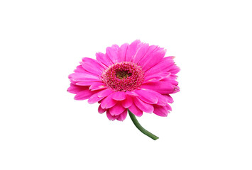 Closeup pastel magenta gerbera daisy flower blossom blooming isolated on white background for stock photo or illustration, spring floral, botanical natural