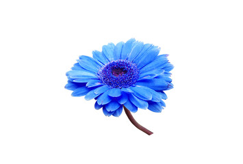 Closeup cyan gerbera daisy flower blossom blooming isolated on white background for stock photo or illustration, spring floral, botanical natural