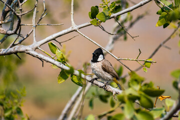 A white cheek bulbul is sitting on a branch.