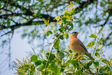 A beautiful starling on a branch having flower bud.