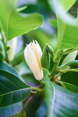 White Champaka Flower blooming on the tree