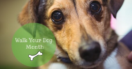 Walk your dog month text with bone illustration on cute dog