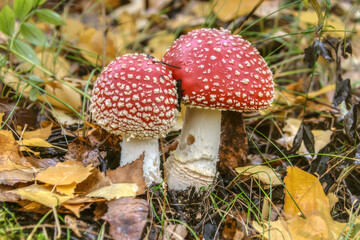 A corner of the autumn forest with a pair of spotted red fly agarics among fallen yellow leaves. close-up. Mushrooms in a forest glade in the wild. Bright fly agarics in the forest