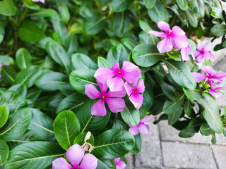 Pink flowers of Catharanthus roseus, or Madagascar periwinkle, blooming on the garden