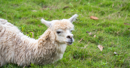 Cute alpaca with funny face relaxing on ranch in summer day