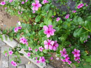 Fototapeta na wymiar Pink flowers of Catharanthus roseus, or Madagascar periwinkle, blooming on the garden