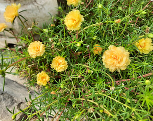 Rose moss, yellow variety. Also known as Portulaca grandiflora, common purslane, duckweed, little hogweed, or pursley