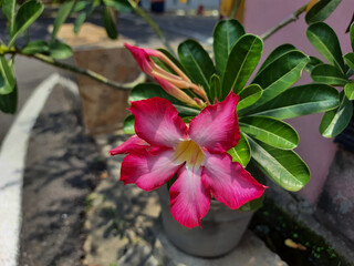 Flower of Adenium obesum, blooming on the garden. Red petals with a whitish blush outward of the throat. Also known as Sabi star, kudu, mock azalea, impala lily and desert rose