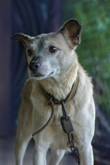 Fawn colored mixed breed dog.  Dog and countryside. Village dog resting.  Adult village dog on farm