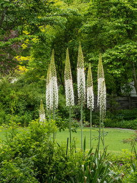 Eremurus robustus