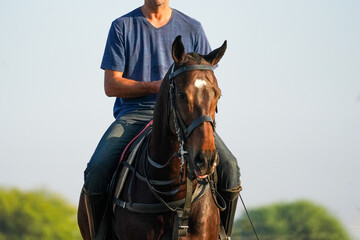 training of polo horse