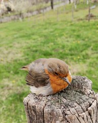 robin on the fence