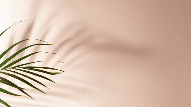 Super slow motion shot of moving palm leaves with shadow on beige background. Filmed on high speed cinematic camera at 1000 fps.