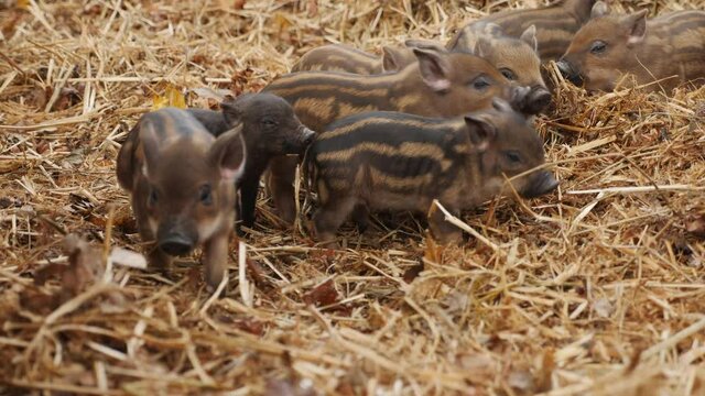 Group of wild boar piglets (Sus scrofa) walk on the hay with leaves on the farm. Raising wild boars and purebred pigs on the farm