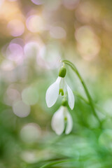 Common snowdrop (Galanthus nivalis) with light evening bokeh in yellow and pink tones. Copy space