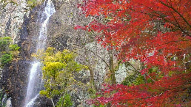 美しい秋の紅葉と滝の映像