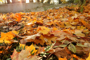autumn leaves on the ground