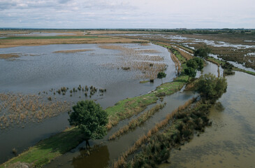 Récolte des roseaux, Marais de la Tour Carbonnière, Camargue, Gard, 30, région Occitanie