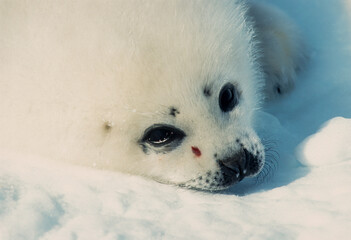 Phoque du Groenland,  jeune, blanchon, Pagophilus groenlandicus