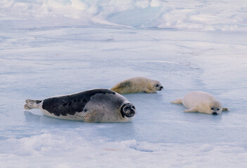 Phoque du Groenland, femelle et jeune, Pagophilus groenlandicus © JAG IMAGES