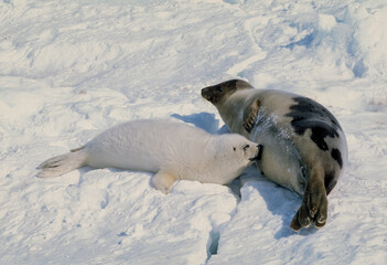 Phoque du Groenland, femelle et jeune, allaitement, Pagophilus groenlandicus © JAG IMAGES