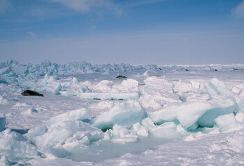 Phoque du Groenland, femelle et jeune, Pagophilus groenlandicus