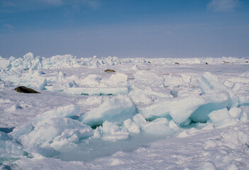 Phoque du Groenland, femelle et jeune, Pagophilus groenlandicus